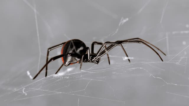 Eine Spinne krabbelt im Netz