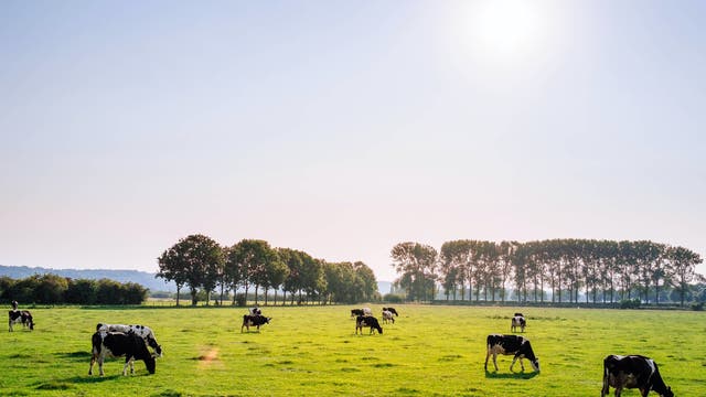Holsteinkühe in den Niederlanden