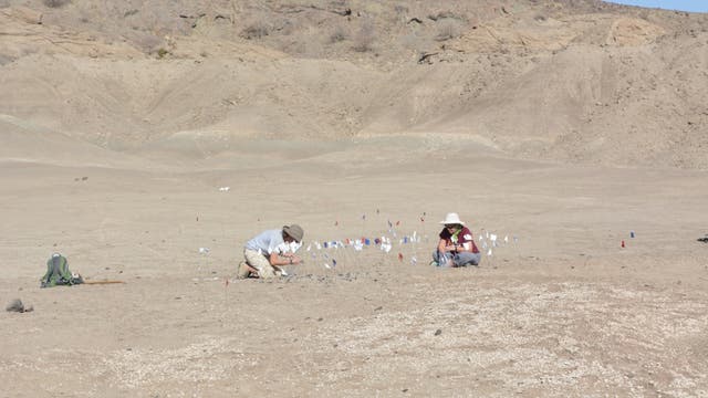 Zwei Personen arbeiten in einer trockenen, wüstenartigen Landschaft. Sie sind von kleinen, bunten Fahnen umgeben, die Markierungen für eine archäologische oder geologische Untersuchung darstellen. Im Hintergrund sind sandige Hügel zu sehen. Beide Personen tragen Hüte zum Schutz vor der Sonne. Ein Rucksack liegt in der Nähe.