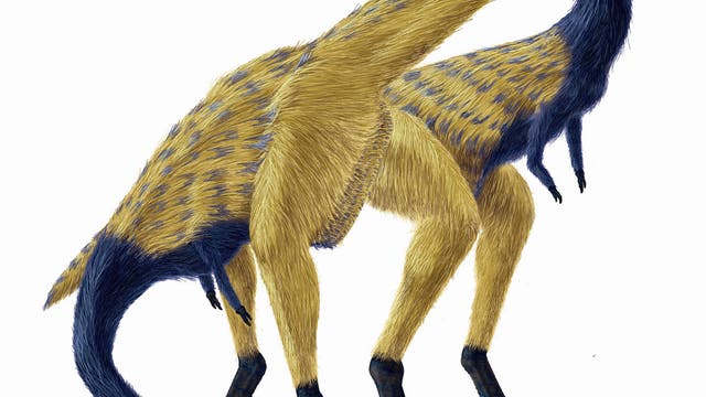 Rekonstruktion des Limusaurus inextricabilis