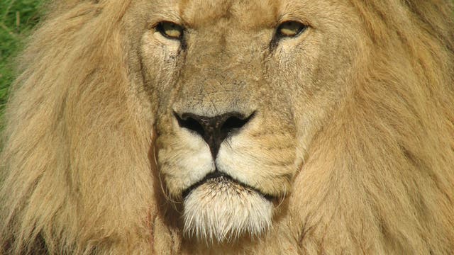 Auch Löwen sind global bedroht