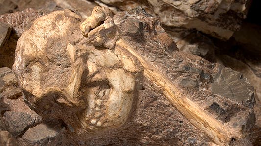 Little Foot, ein Australopithecus aus Südafrika