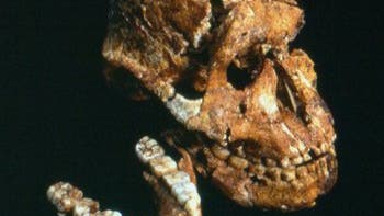 <i>Paranthropus</i>-Schädel