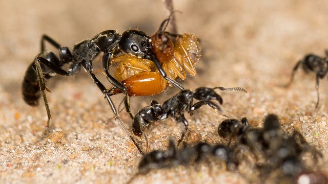 Matabele-Ameisen tragen erbeutete Termiten ins Nest