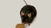 Übergewichtige Maus