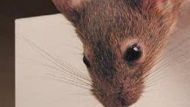 Nase einer neugierigen Maus