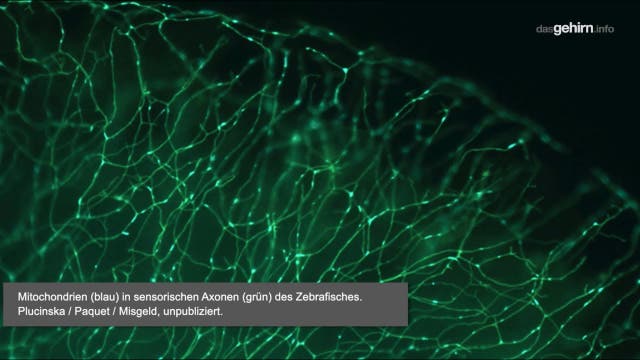 Munich Brain Day 2025