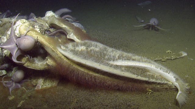 Eine Gruppe von Kraken versammelt sich um das Skelett eines Wals auf dem Meeresboden. Die Kraken sind dabei, das Skelett zu erkunden und möglicherweise zu fressen. Der sandige Meeresboden ist im Hintergrund sichtbar. Die Szene vermittelt ein Bild des Lebens und der Nahrungskette in der Tiefsee.