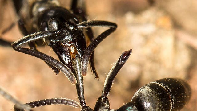 Eine Ameise der Art Megaponera versorgt das verletzte Bein einer Artgenossin.