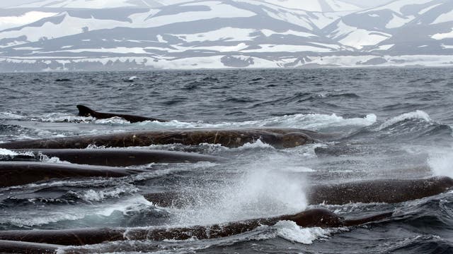 Eine Gruppe Schnabelwale taucht im Meer vor den Commander Islands auf. Der Himmel ist grau, das Wasser düster