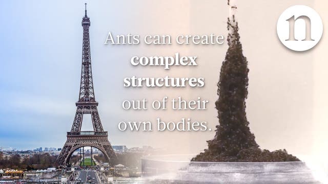 Ant architecture: The simple rules of ant construction - Vorschaubild