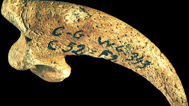 Schmückten sich Neandertaler mit Adlerklauen?