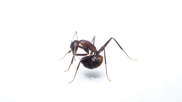 Eine Ameise putzt ihren Hinterleib und nimmt so Säure auf.
