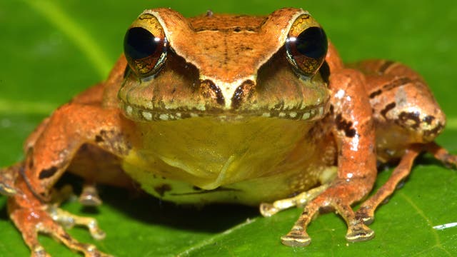 Der Frosch Pristimantis nebulosus hat einen orangefarbenen Rücken und einen gelben Bauch.