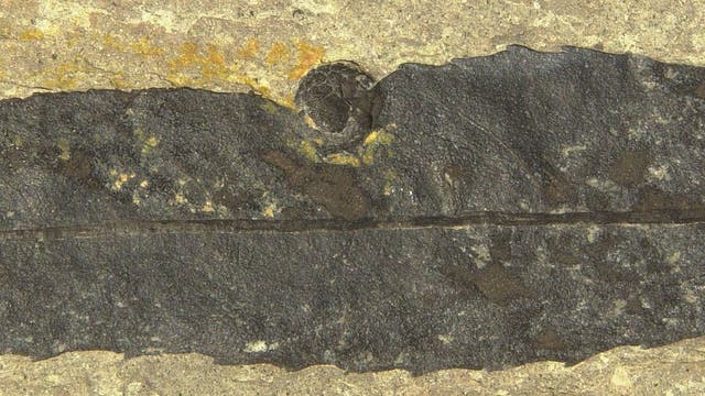 Eine auf einem versteinerten Walnussblatt erhaltene Pflanzengalle, die durch ein Insekt hervorgerufen wurde