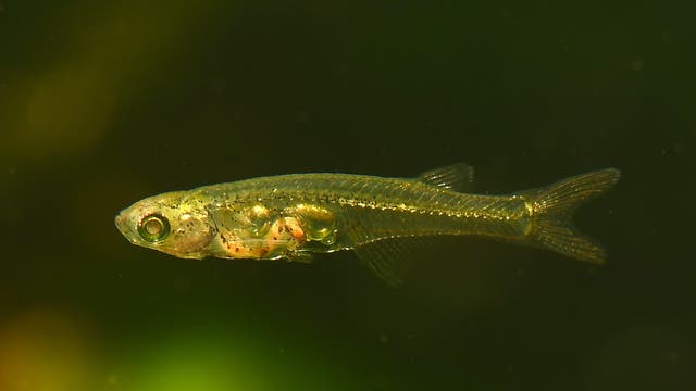 Fisch der Art Danionella cerebrum.