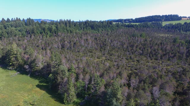 Auf einem Moorstandort in Bayern wachsen Nadelbäume, von denen einige bereits kahle Stellen haben oder abgestorben sind. Das Bild wurde bei Sonnenschein mit blauem Himmel gemacht.