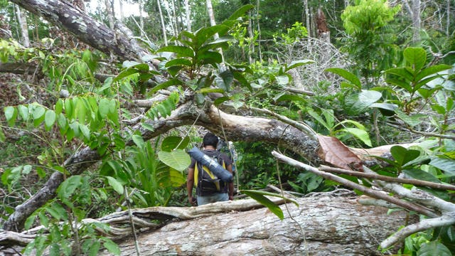 Ein indigener Mensch läuft zwischen umgestürzten Bäumen auf einer Windbruch-Lichtung im Amazonasregenwald. An den Rändern stehen noch Bäume mit dünnen Stämmen. Dazwischen stehen auch einzelne Schösslinge.