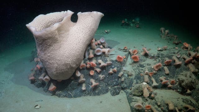 Unterwasseraufnahme eines großen, hellen Schwamms, der aus dem Meeresboden ragt, umgeben von zahlreichen kleinen, orange-rosa Seeanemonen. Der sandige Meeresboden ist teilweise sichtbar, und das Bild vermittelt die Vielfalt des marinen Lebens in einer Tiefseeumgebung.