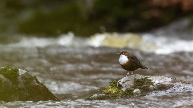 Ein kleiner Vogel mit braunem Gefieder und weißer Brust sitzt auf einem mit Moos bewachsenen Felsen in einem fließenden Bach. Die Umgebung ist unscharf, was den Fokus auf den Vogel lenkt. Der Bach fließt schnell, und das Wasser spritzt leicht um den Felsen herum.