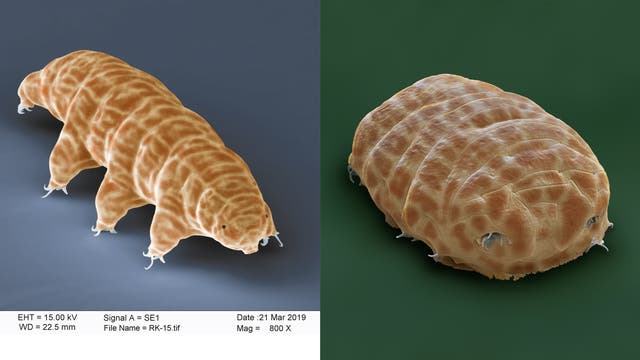 Elektronenmikroskopisches Bild eines Bärtierchens, auch Tardigrad genannt. Links ist das Tier in einer seitlichen Ansicht zu sehen, die seine acht Beine und die segmentierte Körperstruktur zeigt. Rechts ist eine Draufsicht, die die robuste, platte Form des Körpers hervorhebt. Beide Ansichten zeigen die charakteristische, faltige Hauttextur des Tardigraden. Der Hintergrund ist einmal grau und einmal grün. Technische Details links im Bild: EHT = 15.00 kV, WD = 22.5 mm, Signal A = SE1, Datum: 21. März 2019, Vergrößerung = 800x.