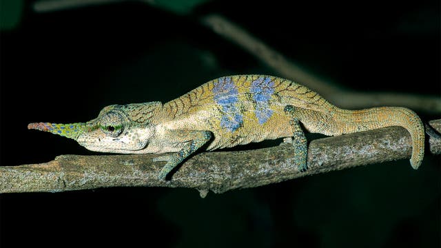 Ein Chamäleon mit einem langen, schmalen Horn auf der Nase sitzt auf einem Ast. Das Tier hat eine grünliche Haut mit blauen und gelben Mustern. Der Hintergrund ist dunkel, wodurch das Chamäleon hervorgehoben wird.