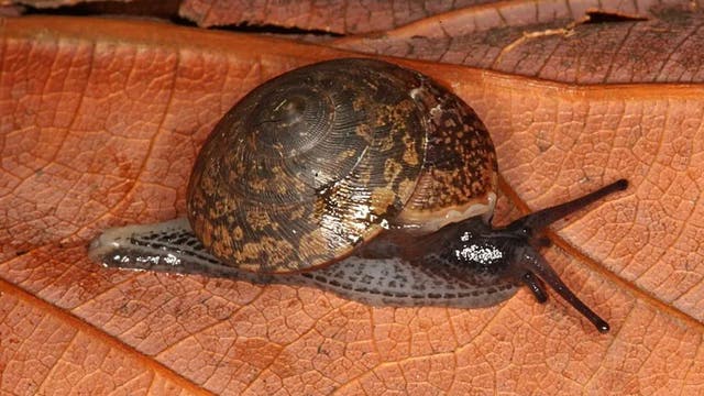 Eine grauschwarze Schnecke mit hell- und dunkelbraun geflecktem Gehäuse kriecht von links nach rechts über ein braunes Blatt.