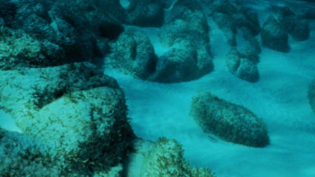 Stromatolithe im Meer