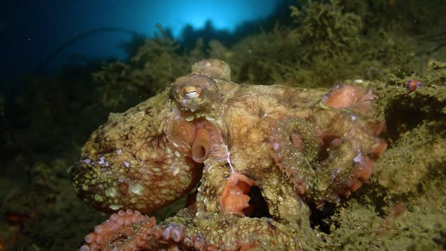 Ein Oktopus sitzt auf einem felsigen Meeresboden, umgeben von Algen. Der Hintergrund zeigt das blaue Licht des Ozeans. Der Oktopus hat eine texturierte, gemusterte Haut, die sich gut in die Umgebung einfügt.