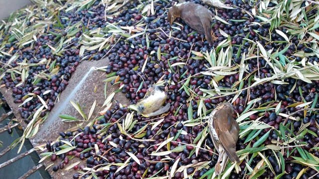 Tote Vögel in frisch geernteten Oliven.