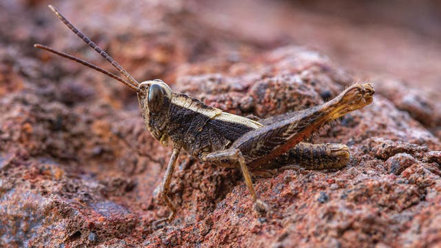 Eine braune Heuschrecke sitzt auf einem felsigen, rötlichen Untergrund. Die Textur des Felsens ist rau und uneben, was die Tarnung des Insekts unterstützt. Die Heuschrecke hat lange Antennen und ist seitlich zu sehen. Es gibt keinen Text im Bild und keine verlinkte URL.