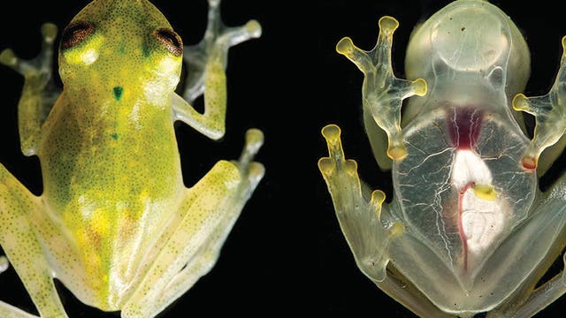 Der Glasfrosch Hyalinobatrachium yaku zeigt sein Herz