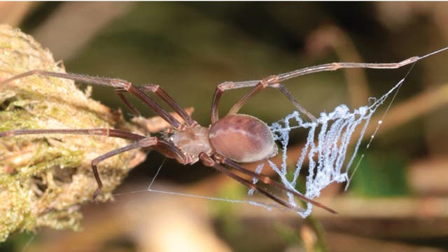 Cribellate Spinne mit Fangnetzkonstruktion