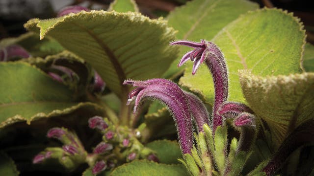 Cyanea konahuanuiensis - die Pflanze, die vom Nebel gestreichelt wird