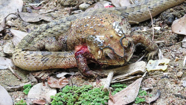 Eine Schlange steckt mit dem Kopf in einer blutverschmierten, toten Kröte.