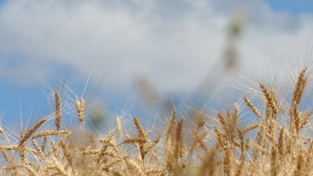 Weizenanbau in Zentralspanien