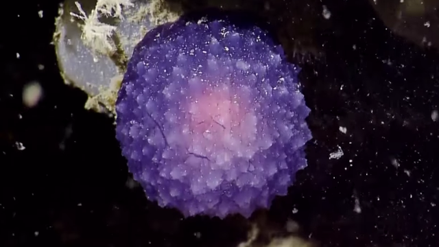 Violette, von innen heraus leuchtende Kugel mit der Oberfläche einer Maulbeere