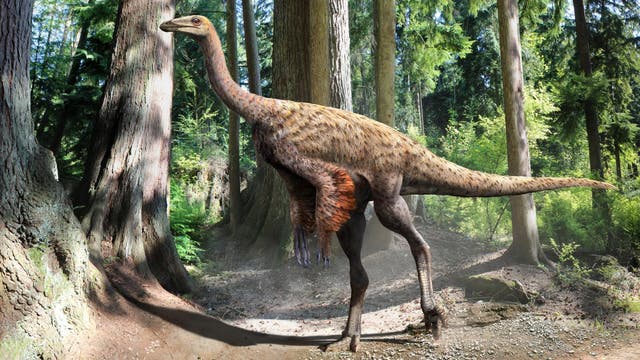 Befiederung des Ornithomimus mit nacktem Hinterteil