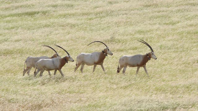 Oryx-Antilopen im Tschad