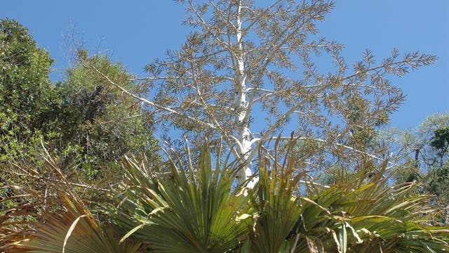 Palme mit Blütenstand