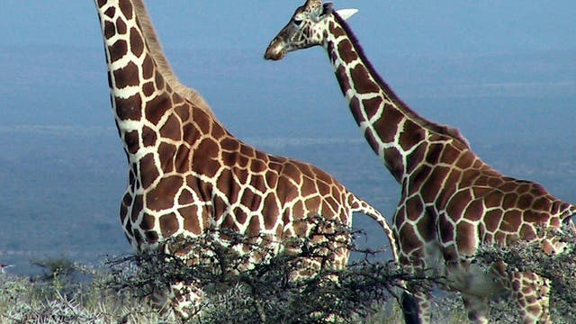Giraffen vor Akazien