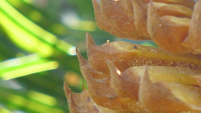 Blütenstand eines Cycas-Palmfarns