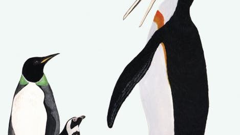 Pinguine im Vergleich