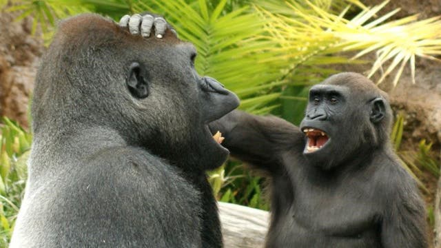 Zwei Gorillas verstehen Spaß.