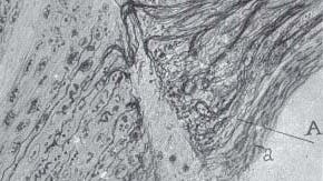 Zeichnung aus der Feder des spanischen Mediziners Santiago Ramón y Cajal