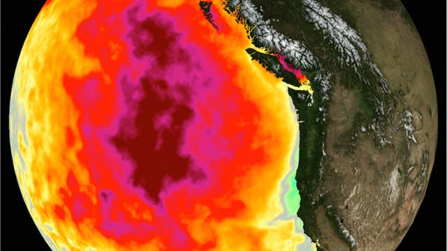 Blob genannte Warmwasserblase vor der nordwestamerikanischen Küste