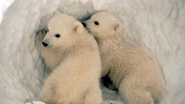 Eisbärennachwuchs