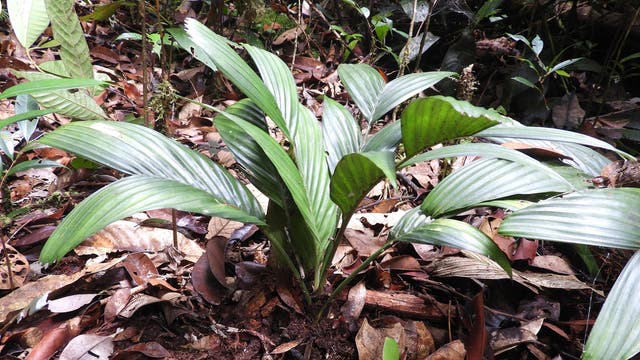 Neu beschriebene Palmenart Pinanga subterranea