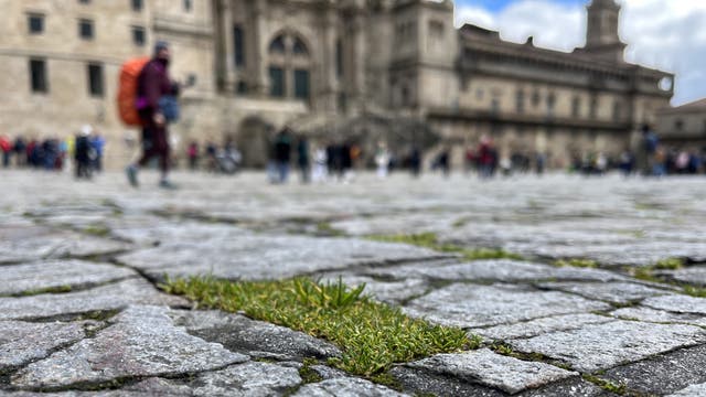 Bewachsene Fugen auf dem Platz vor der Kathedrale von Santiago de Compostela
