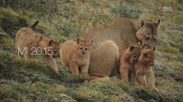 Eine Pumafamilie in Patagonien